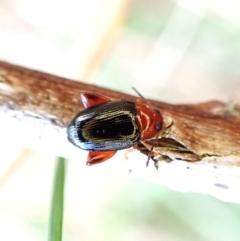 Arsipoda laeviceps at Aranda Bushland - 3 Oct 2023