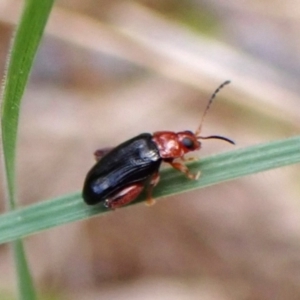 Arsipoda laeviceps at Aranda Bushland - 3 Oct 2023 10:04 AM