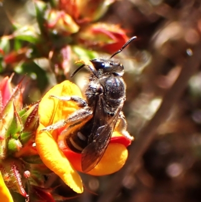 Lasioglossum (Chilalictus) sp. (genus & subgenus) (Halictid bee) at Mount Painter - 29 Sep 2023 by CathB