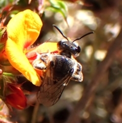 Lasioglossum (Chilalictus) sp. (genus & subgenus) at Belconnen, ACT - 29 Sep 2023