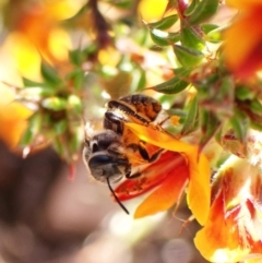 Lasioglossum (Chilalictus) sp. (genus & subgenus) at Belconnen, ACT - 29 Sep 2023