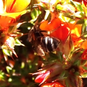 Lasioglossum (Chilalictus) sp. (genus & subgenus) at Belconnen, ACT - 29 Sep 2023