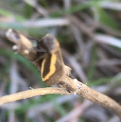 Phenacomorpha bisecta (Bisected Footman) at Lower Borough, NSW - 24 Sep 2023 by mcleana