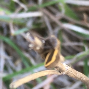 Phenacomorpha bisecta at Lower Borough, NSW - 24 Sep 2023