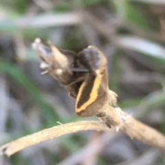 Phenacomorpha bisecta at Lower Borough, NSW - 24 Sep 2023