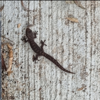 Christinus marmoratus (Southern Marbled Gecko) at Scullin, ACT - 4 Oct 2023 by DogWalker