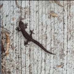 Christinus marmoratus (Southern Marbled Gecko) at Scullin, ACT - 4 Oct 2023 by DogWalker