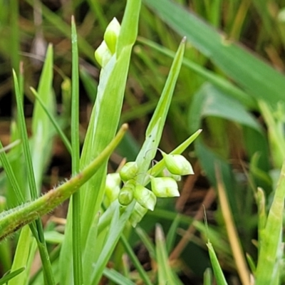 Briza minor (Shivery Grass) at Gungaderra Grasslands - 4 Oct 2023 by trevorpreston