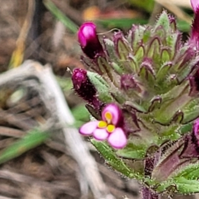 Parentucellia latifolia (Red Bartsia) at Gungahlin, ACT - 4 Oct 2023 by trevorpreston