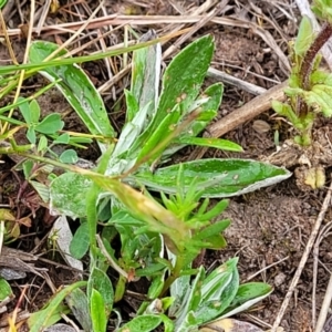 Parentucellia latifolia at Gungahlin, ACT - 4 Oct 2023 01:16 PM