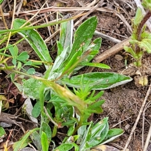 Parentucellia latifolia at Gungahlin, ACT - 4 Oct 2023