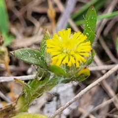 Triptilodiscus pygmaeus (Annual Daisy) at Gungaderra Grasslands - 4 Oct 2023 by trevorpreston