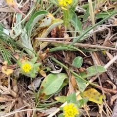 Triptilodiscus pygmaeus at Gungahlin, ACT - 4 Oct 2023