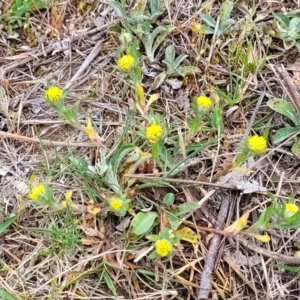 Triptilodiscus pygmaeus at Gungahlin, ACT - 4 Oct 2023