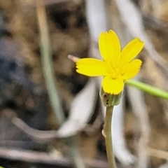 Hypochaeris glabra (Smooth Catsear) at Gungaderra Grasslands - 4 Oct 2023 by trevorpreston