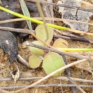 Hypochaeris glabra at Gungahlin, ACT - 4 Oct 2023