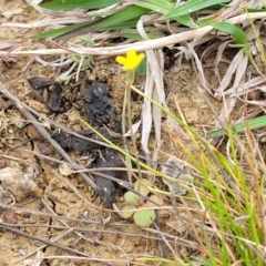 Hypochaeris glabra at Gungahlin, ACT - 4 Oct 2023