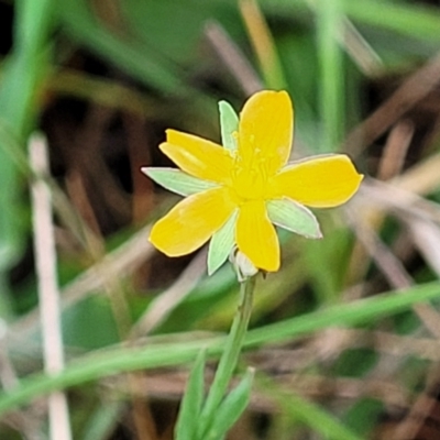 Hypericum gramineum (Small St Johns Wort) at Gungaderra Grasslands - 4 Oct 2023 by trevorpreston