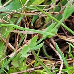 Hypericum gramineum at Gungahlin, ACT - 4 Oct 2023