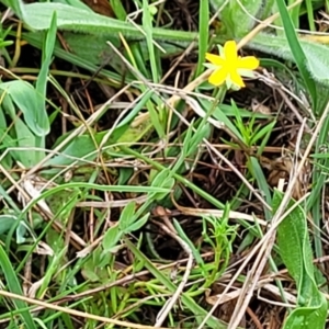 Hypericum gramineum at Gungahlin, ACT - 4 Oct 2023 01:10 PM