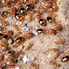 Pheidole sp. (genus) (Seed-harvesting ant) at Gungahlin, ACT - 4 Oct 2023 by trevorpreston