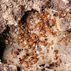 Pheidole sp. (genus) at Gungahlin, ACT - 4 Oct 2023