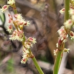 Rumex acetosella (Sheep Sorrel) at Gungaderra Grasslands - 4 Oct 2023 by trevorpreston