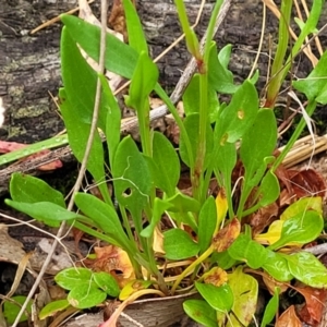 Rumex acetosella at Gungahlin, ACT - 4 Oct 2023