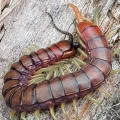 Cormocephalus aurantiipes (Orange-legged Centipede) at Gungahlin, ACT - 4 Oct 2023 by trevorpreston