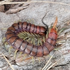 Cormocephalus aurantiipes at Gungahlin, ACT - 4 Oct 2023 01:06 PM