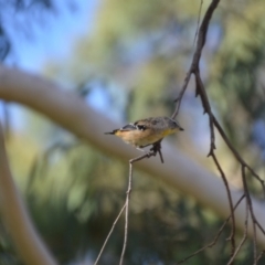 Pardalotus punctatus (Spotted Pardalote) at Wamboin, NSW - 19 Feb 2021 by natureguy