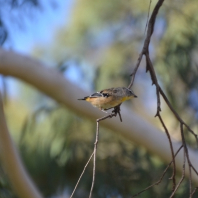 Pardalotus punctatus (Spotted Pardalote) at Wamboin, NSW - 19 Feb 2021 by natureguy