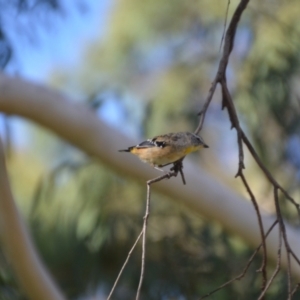 Pardalotus punctatus at Wamboin, NSW - 19 Feb 2021