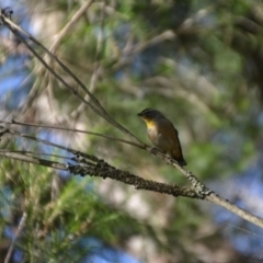 Pardalotus punctatus at Wamboin, NSW - 19 Feb 2021