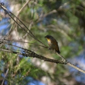 Pardalotus punctatus at Wamboin, NSW - 19 Feb 2021