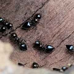 Crematogaster sp. (genus) (Acrobat ant, Cocktail ant) at Gungaderra Grasslands - 4 Oct 2023 by trevorpreston