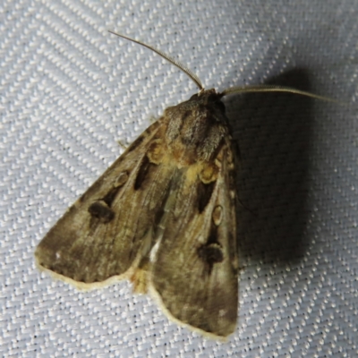 Agrotis munda (Brown Cutworm) at Braidwood, NSW - 3 Oct 2023 by MatthewFrawley