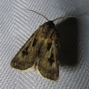 Agrotis munda at Braidwood, NSW - 3 Oct 2023