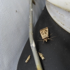 Agrotis munda at Braidwood, NSW - 3 Oct 2023