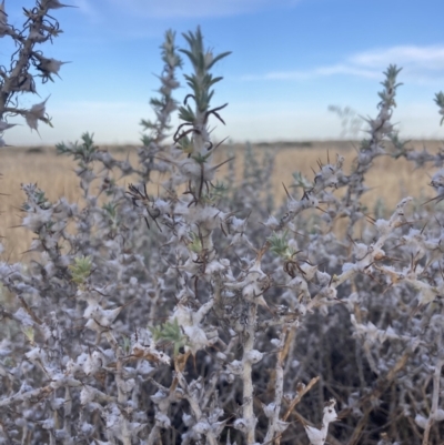 Sclerolaena bicornis (Goathead Burr) at Hay South, NSW - 23 Sep 2023 by MattM