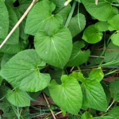 Viola odorata (Sweet Violet, Common Violet) at Gungaderra Grasslands - 4 Oct 2023 by trevorpreston