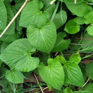 Viola odorata at Gungahlin, ACT - 4 Oct 2023