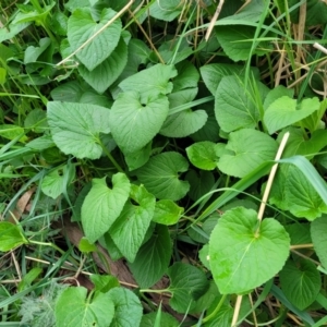 Viola odorata at Gungahlin, ACT - 4 Oct 2023