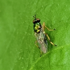 Australoactina sp. (genus) at Gungahlin, ACT - 4 Oct 2023