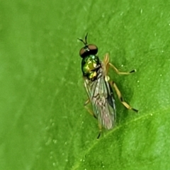 Australoactina sp. (genus) (Soldier fly) at Gungaderra Grasslands - 4 Oct 2023 by trevorpreston
