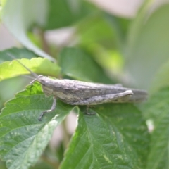 Coryphistes ruricola (Bark-mimicking Grasshopper) at Wamboin, NSW - 6 Mar 2021 by natureguy