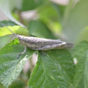 Coryphistes ruricola at Wamboin, NSW - 6 Mar 2021