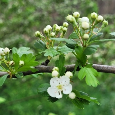 Crataegus monogyna (Hawthorn) at Gungaderra Grasslands - 4 Oct 2023 by trevorpreston