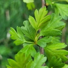 Crataegus monogyna at Gungahlin, ACT - 4 Oct 2023