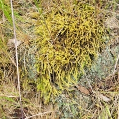 Triquetrella (A trailing moss) at Gungaderra Grasslands - 4 Oct 2023 by trevorpreston